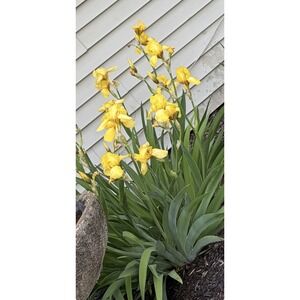 Beautiful Light Yellow Bearded Iris -‎ 5 Rhizomes  Tall Perennials Full Sun